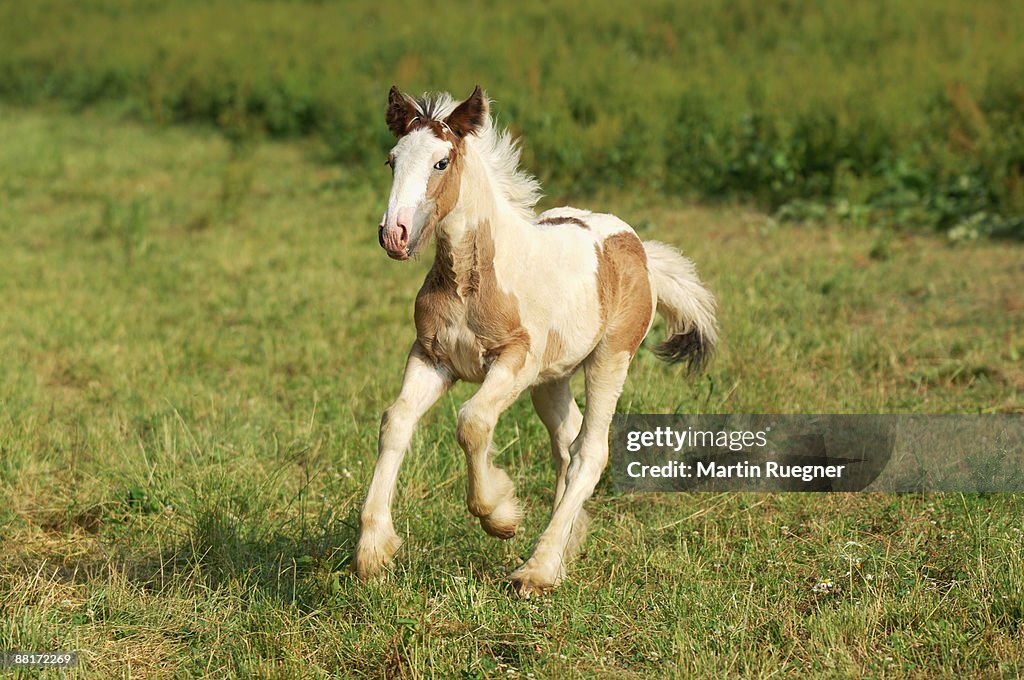 Irish Tinker Pony foal running