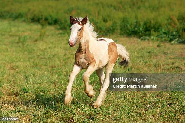 irish tinker pony foal running - irish tinker stock pictures, royalty-free photos & images