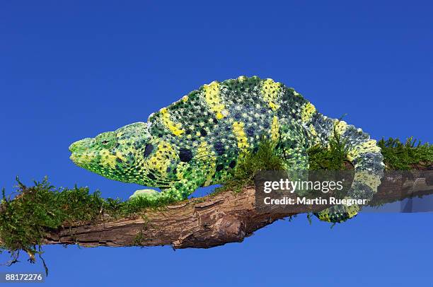 mellers chameleon - meller's chameleon stockfoto's en -beelden