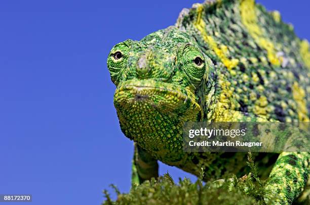 mellers chameleon - mellers chameleon stock pictures, royalty-free photos & images