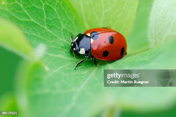 ladybug - coccinella 7 punctata - fotografias e filmes do acervo