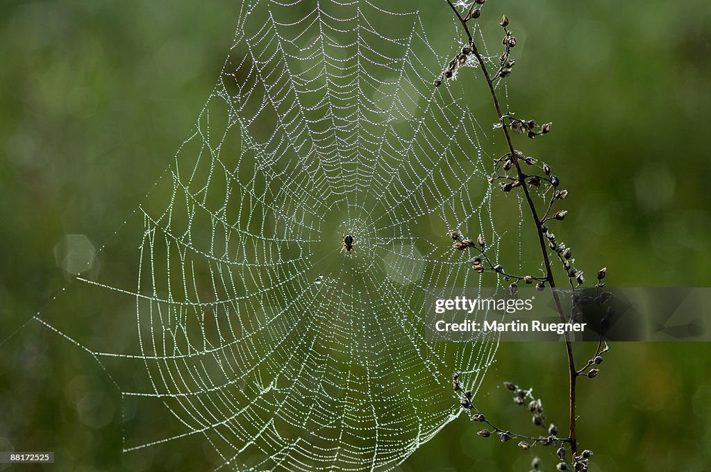 Spider web