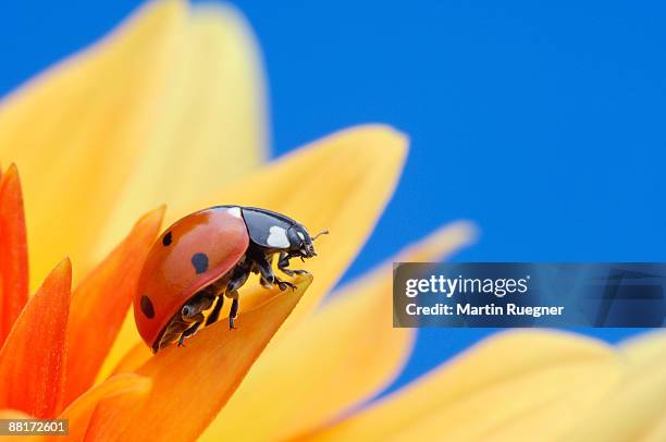 ladybug on flower - lady bird stock pictures, royalty-free photos & images