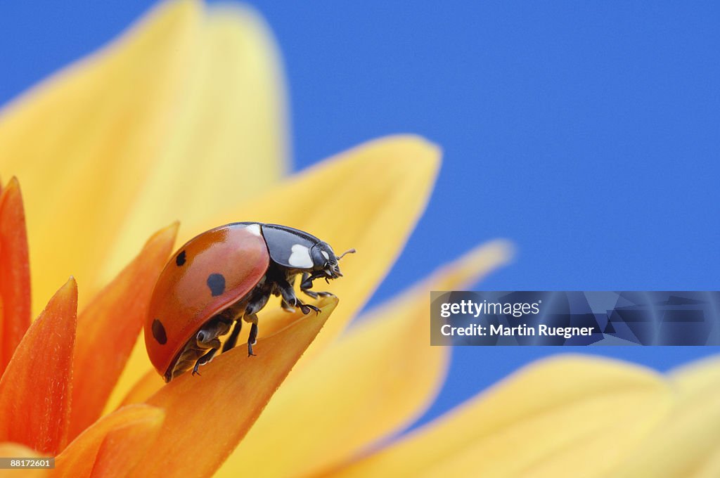 Ladybug on flower