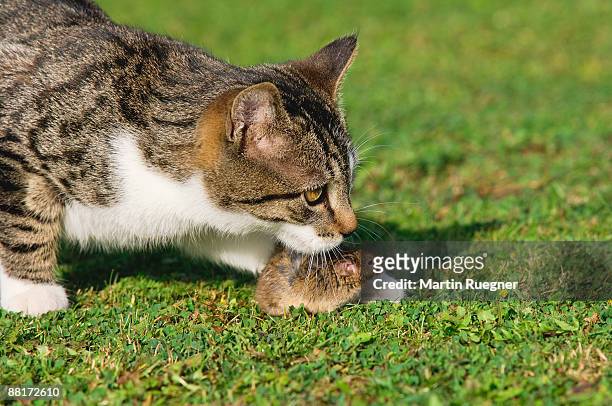 cat with mouse - mouse cat stock pictures, royalty-free photos & images