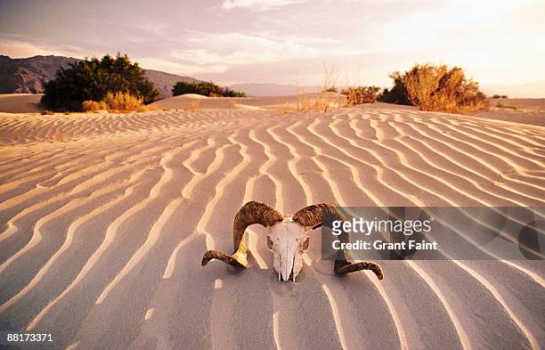 "rams's skull in desert, death valley, california, usa." - deserto de mojave - fotografias e filmes do acervo