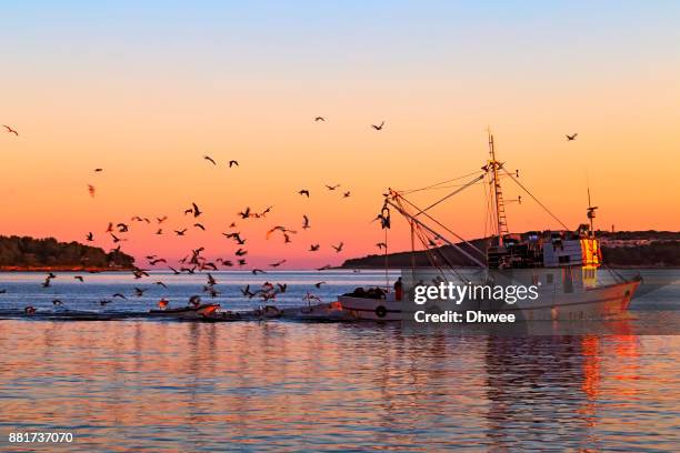 fishing boat at sea with flock of birds flying around against sunrise - trawler stock-fotos und bilder