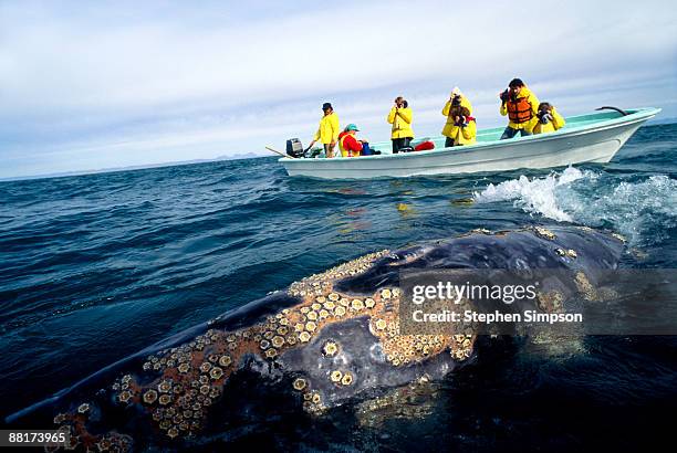 whale watchers observing gray whale, san ignacio lagoon, baja california, mexico - whale watching stock pictures, royalty-free photos & images