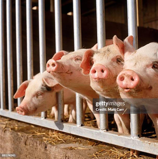 pigs in a pen - schweinestall stock-fotos und bilder