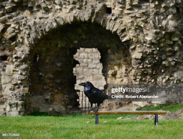 One of the iconic ravens at the Tower of London stands on a raven perch installed inside the royal complex in London, England. Captive ravens have...