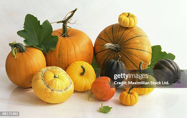 assorted winter squashes - sweet mama squash stock pictures, royalty-free photos & images