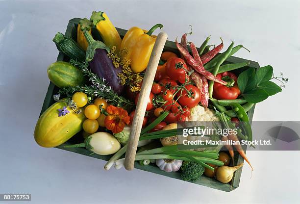 vegetable basket - witloof chicory stock pictures, royalty-free photos & images