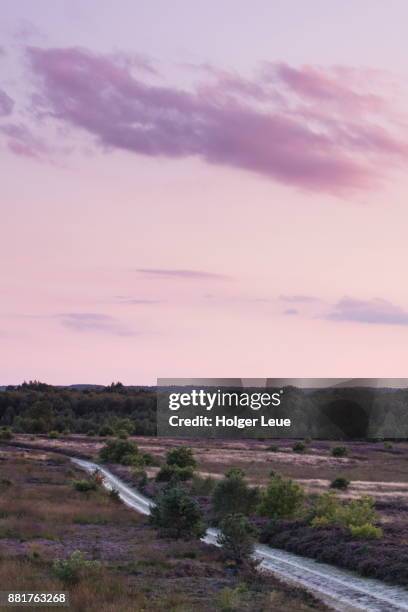 sand track through engdener wüste / heseper moor peat bog lands at nordhorn range at sunset, near nordhorn, emsland, lower saxony, germany - wüste stockfoto's en -beelden