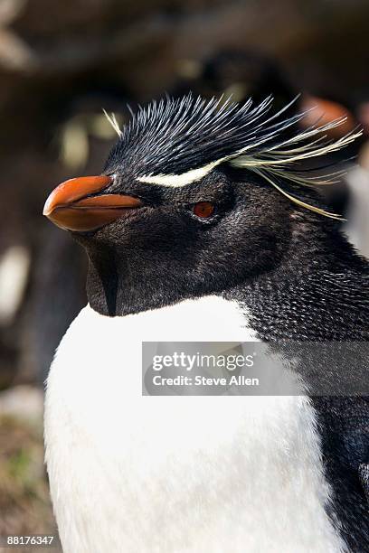 close-up of rockhopper penguin - pebble island stock pictures, royalty-free photos & images