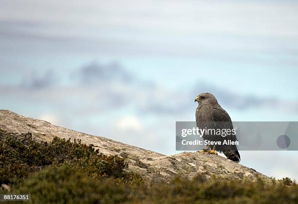 falkland variable hawk on rocks - pebble island - fotografias e filmes do acervo