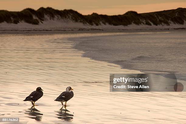 steamer ducks on beach, pebble island, falkland islands - pebble island - fotografias e filmes do acervo