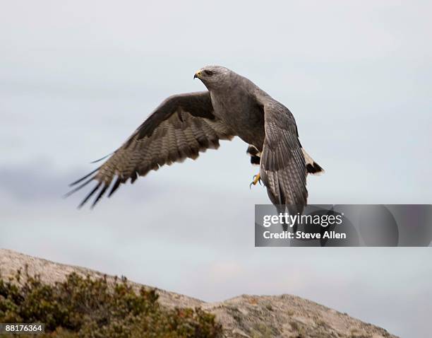 falkland variable hawk flying - pebble island - fotografias e filmes do acervo