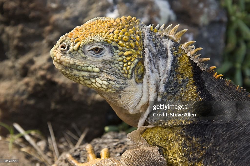 Land iguana