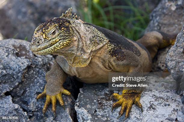 land iguana on rocks - isla san salvador fotografías e imágenes de stock