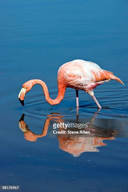 greater flamingo in ocean - greater flamingo stock pictures, royalty-free photos & images