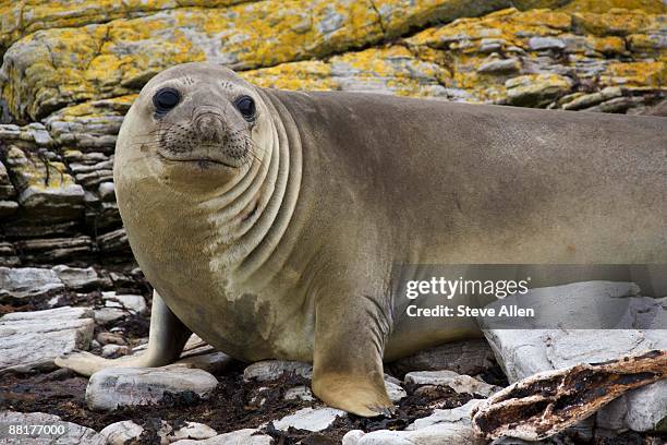 southern elephant seal on rocks - carcass island bildbanksfoton och bilder