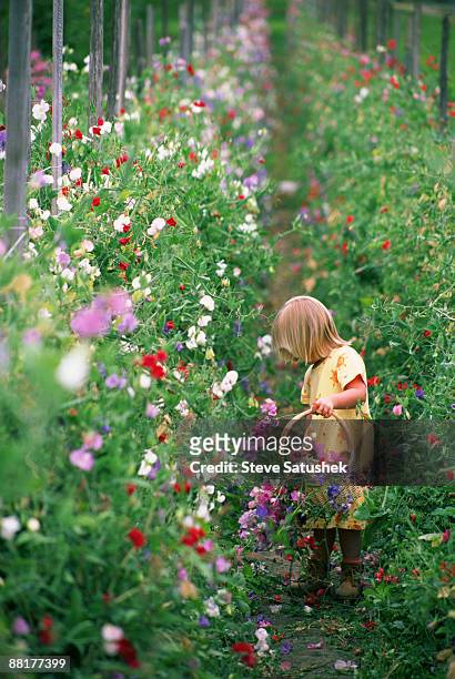 girl picking flowers in garden - sweet peas stock-fotos und bilder