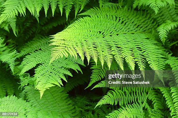 fern leaves - polypodiaceae stock pictures, royalty-free photos & images