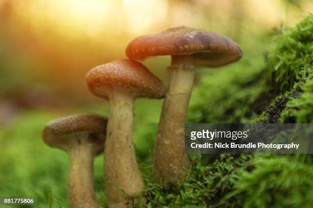 autumn fungi - fuligo stockfoto's en -beelden