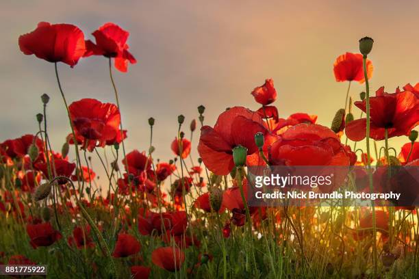 backlit poppies - landschaft rot stock-fotos und bilder