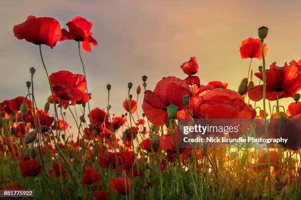 backlit poppies - poppy field stockfoto's en -beelden