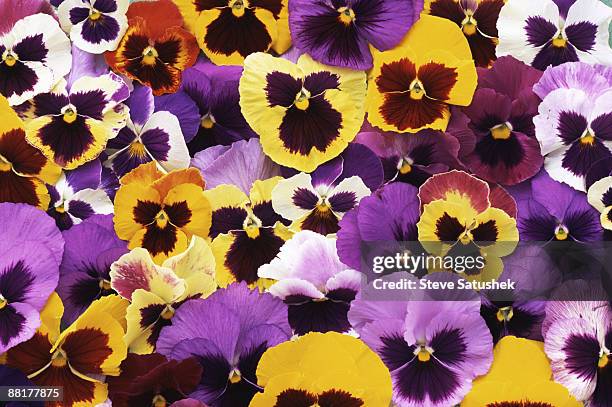 pansies - pansy stock-fotos und bilder