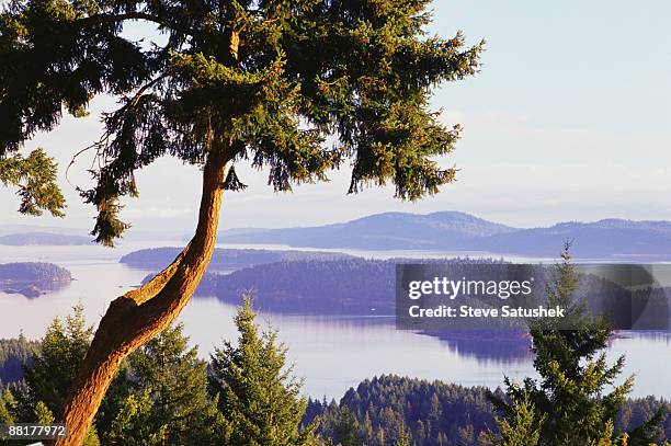 douglas fir tree with islands and lakes - insel salt spring island stock-fotos und bilder