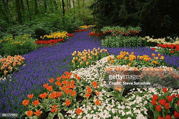 colorful flowerbeds - hyacinthaceae stock pictures, royalty-free photos & images