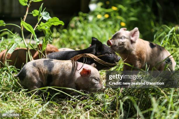 Piglets In Spring 209 Piglet Spring Stock Photos, High-Res Pictures, and Images - Getty ...
