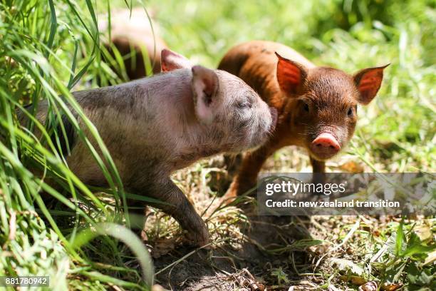 Piglets In Spring 209 Piglet Spring Stock Photos, High-Res Pictures, and Images - Getty ...