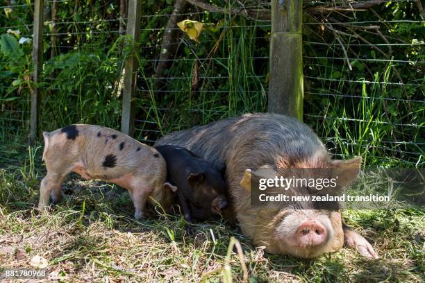 Piglets In Spring 209 Piglet Spring Stock Photos, High-Res Pictures, and Images - Getty ...