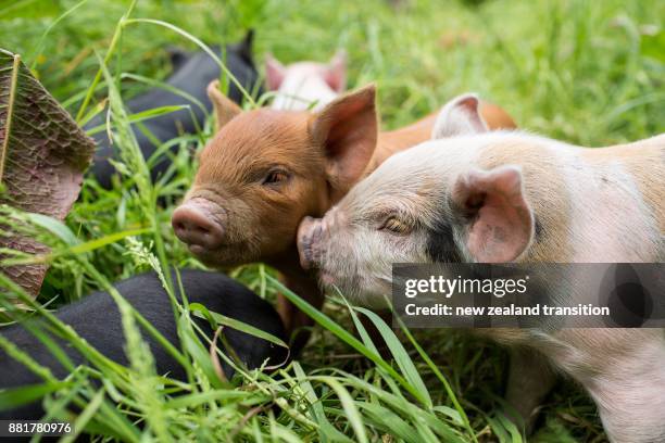 Piglets In Spring 209 Piglet Spring Stock Photos, High-Res Pictures, and Images - Getty ...