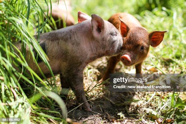 Piglets In Spring 209 Piglet Spring Stock Photos, High-Res Pictures, and Images - Getty ...