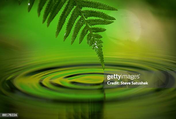 lady fern rippling water - polypodiaceae stock pictures, royalty-free photos & images