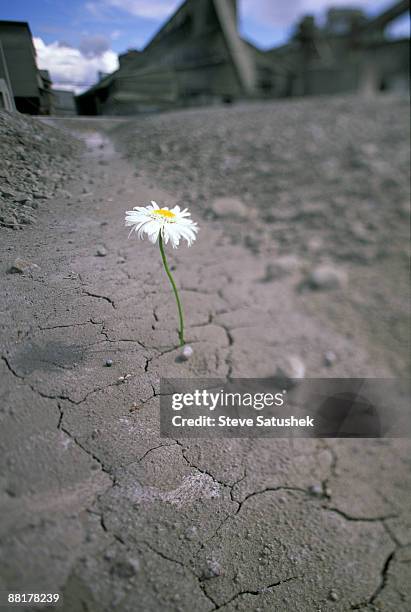 secluded shasta daisy growing through dry cracks - chrysanthemum superbum stock-fotos und bilder