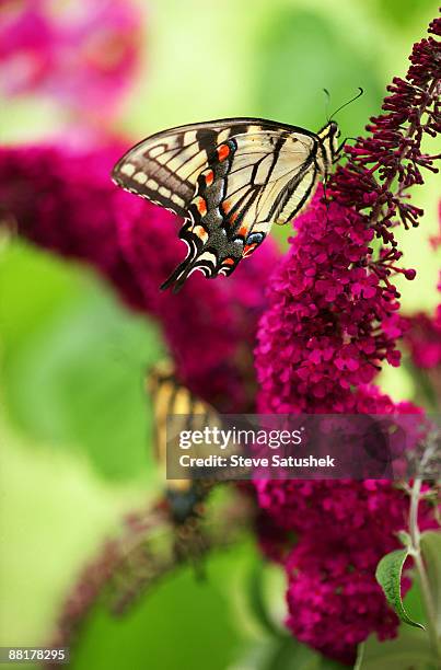 butterfly on lilac flowers - butterfly bush stock pictures, royalty-free photos & images