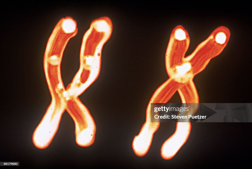 X and Y chromosomes