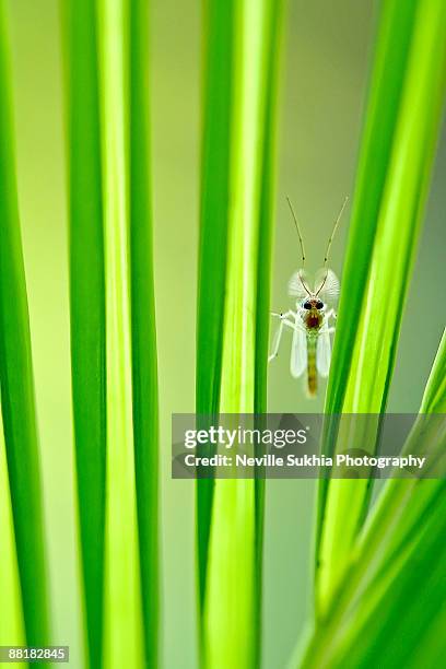 Pune Insect Rising Pune Photos and Premium High Res Pictures - Getty Images