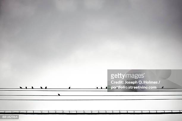 birds on a midwood wire - joseph o. holmes stock pictures, royalty-free photos & images