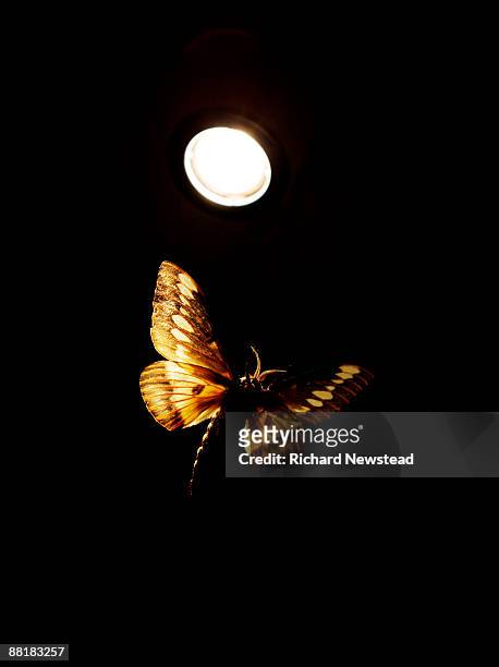 moth against black background  - mariposa nocturna fotografías e imágenes de stock