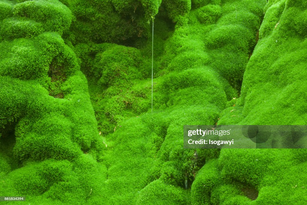 Mossy rocks and water