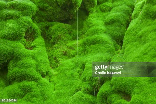 mossy rocks and water - moss imagens e fotografias de stock