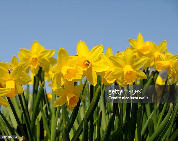 bright yellow daffodils - daffodil stock-fotos und bilder
