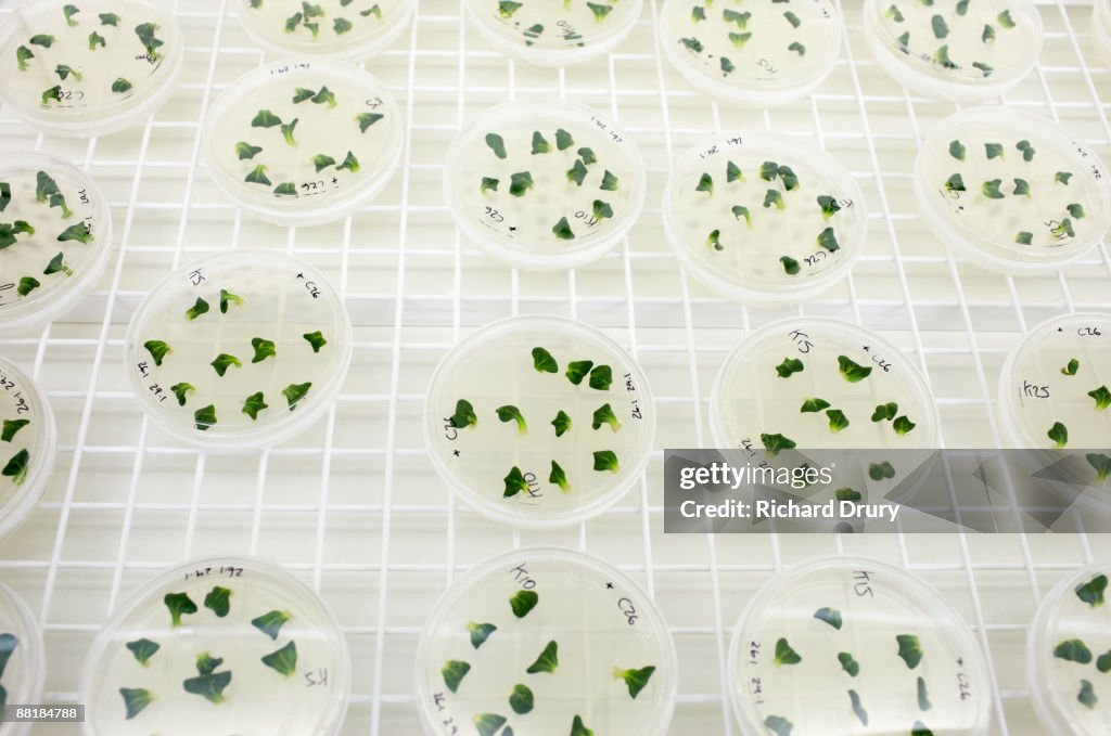 Petri dishes in bioscience laboratory