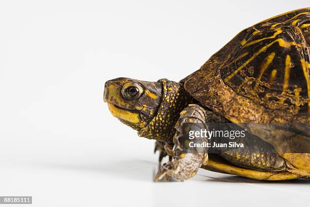turtle walking on reflective white background - emídidos fotografías e imágenes de stock